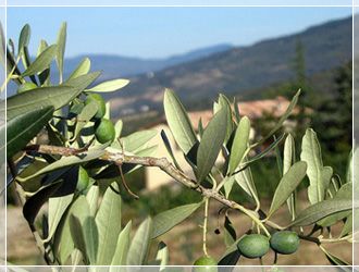 Prodotti biologici dell'agriturismo